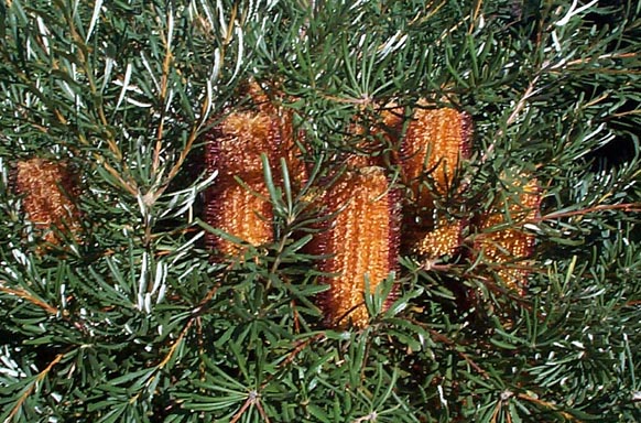 banksia spinulosa