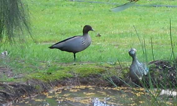 wood duck and metal duck
