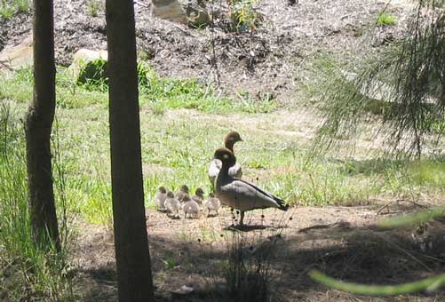 wood duck family